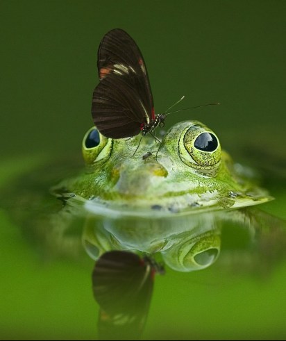 frog-540812_1920.jpg